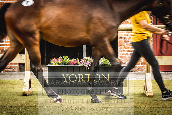 Goffs Yorton Sale 2022-139