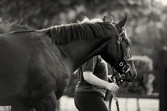 Goffs Orby14 CF1 273 bw