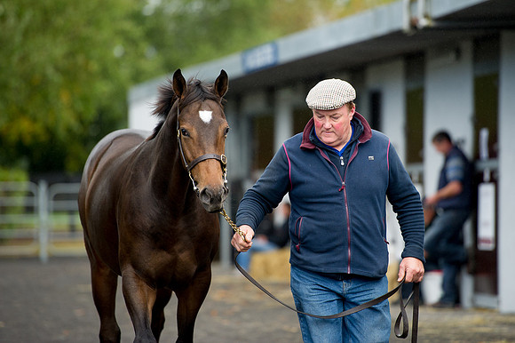 Goffs Orby14 CF7 147