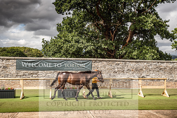 Goffs Yorton Sale 2022-175