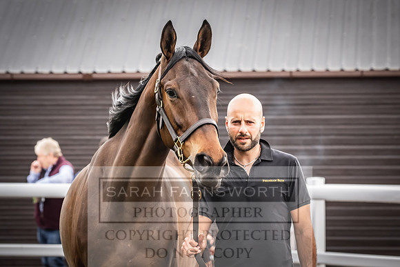 Goffs UK Spring Sale 2024-104