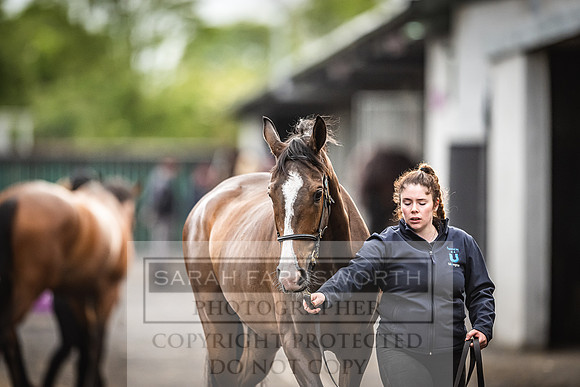 Goffs Land Rover Sale 2022-509