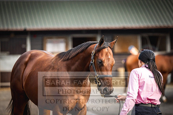 Goffs UK PY24-268