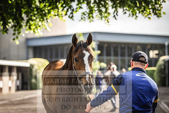 Goffs Land Rover Sale 2022-106
