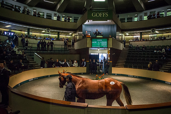 Goffs Orby 2015 -252