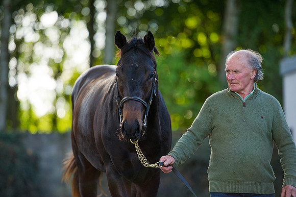Goffs Orby14 CF7 224