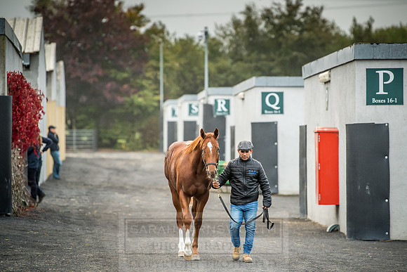 Goffs Orby 2018 Day 2-9