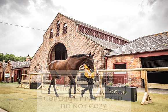 Goffs Yorton Sale 2022-154