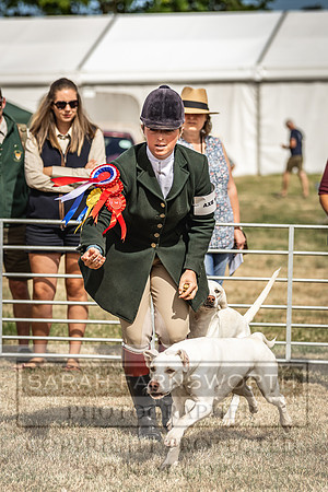 Honiton Hound Show 2022-79