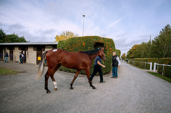 Goffs Orby14 CF4 127