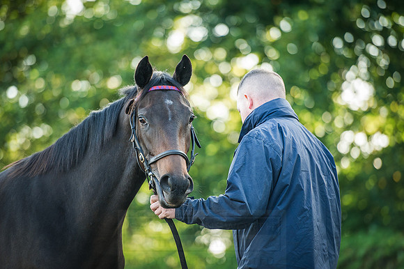 Goffs Orby 2015 -196