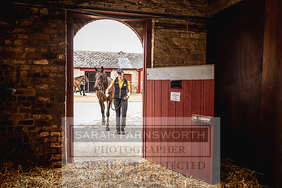 Goffs Yorton Sale 2022-115