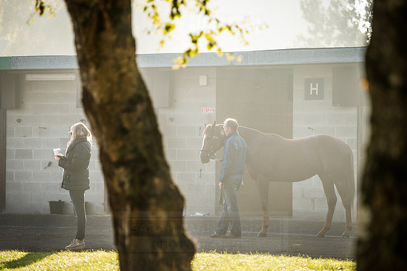 Goffs Orby 2015 -497