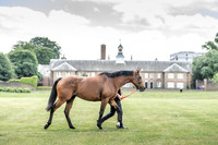 Goffs London Sale 2019-7