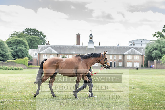 Goffs London Sale 2019-7