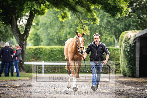 Goffs Land Rover Sale 2022-34