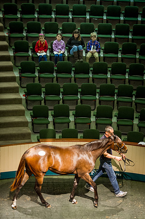 Goffs Orby 2015 -555