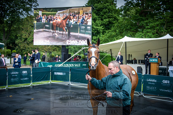 Goffs London Sale 2016-373