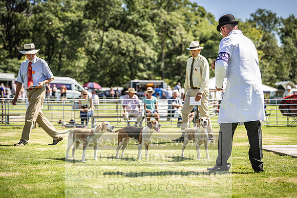 Rydal Hound Show 2022-152