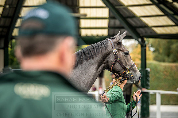 Goffs Orby 2018 Day 2-144