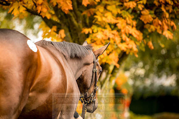 Goffs Orby 2018 Day 1-77