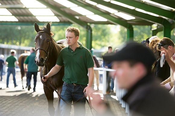 Goffs Orby14 CF7 379