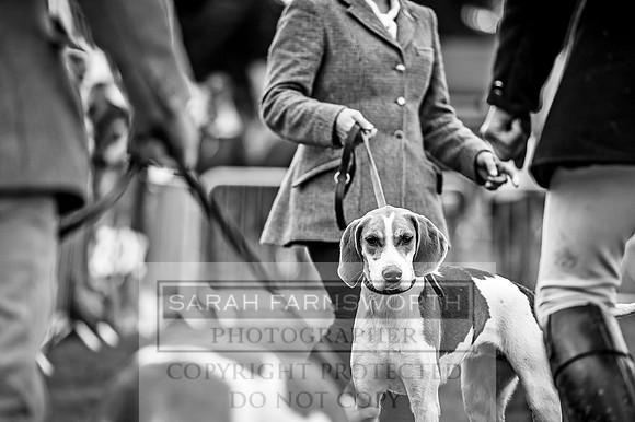 Lowther Hound Show 2017-80