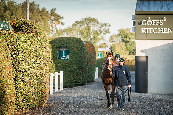 Goffs Orby 2015 -136