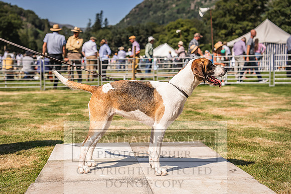 Rydal Hound Show 2022-79