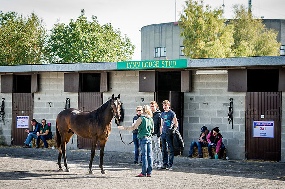Goffs Orby 2015 -302