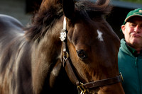 Goffs Orby14 CF1 062