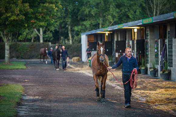 Goffs Orby 2015 -41