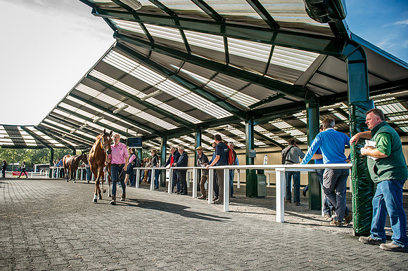Goffs Orby 2015 -393