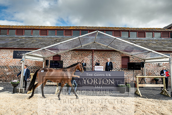 GUK Yorton Sale 2019-359