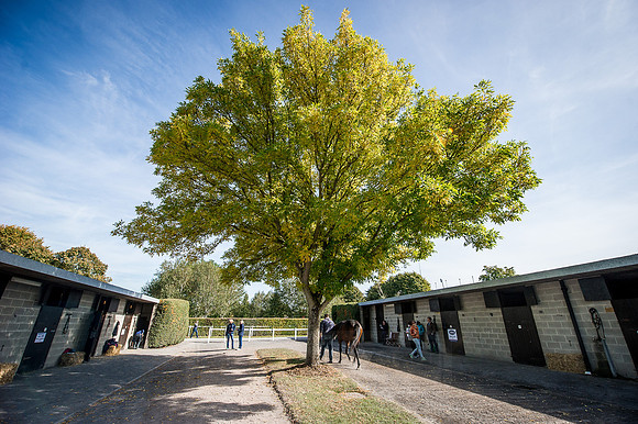 Goffs Orby 2015 -270