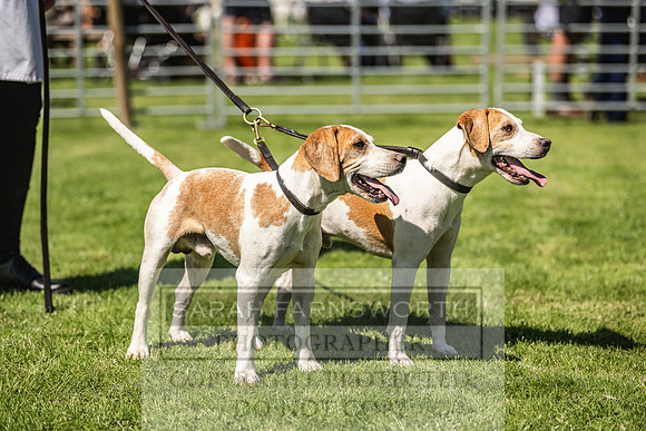 Rydal Hound Show 2022-81