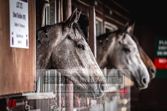 Goffs UK Spring Sale 2024-171