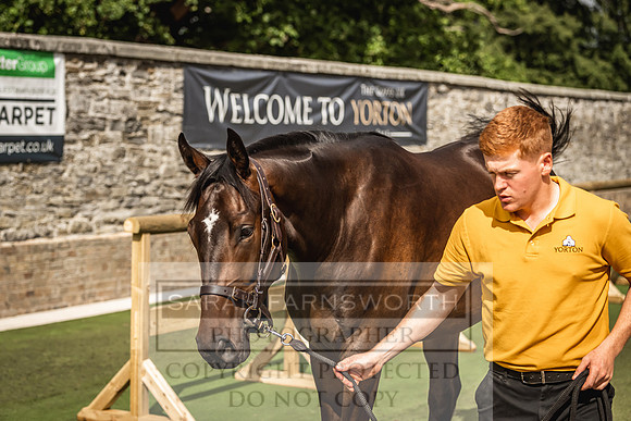 Goffs Yorton Sale 2022-181