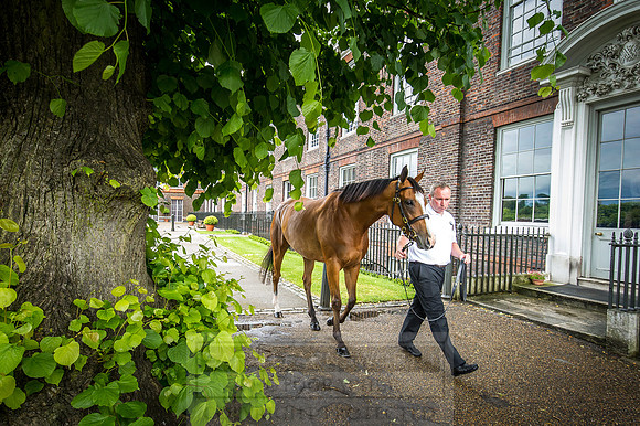 Goffs London Sale 2016-79