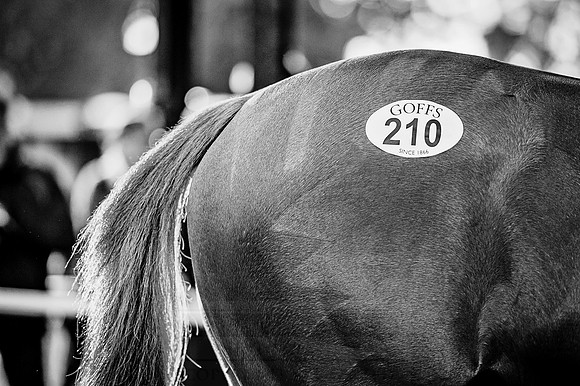 Goffs Orby 2015 -438 bw