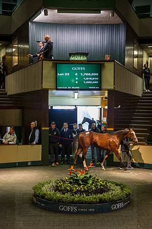 Goffs Orby 2015 -255