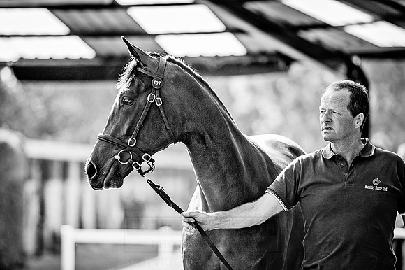 Goffs Orby 2015 -392 bw