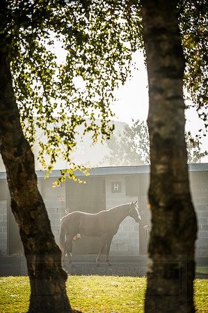 Goffs Orby 2015 -496