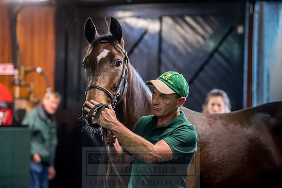Goffs Orby 2018 Day 2-158