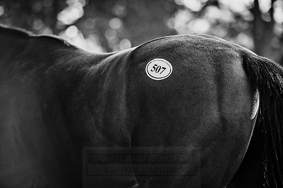 Goffs Orby 2015 -482 bw