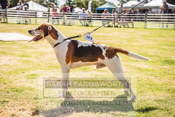 Rydal Hound Show 2022-35