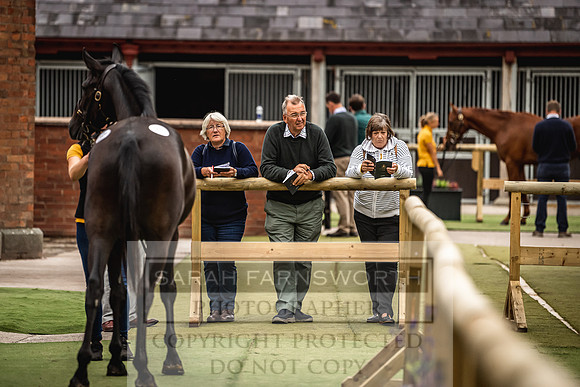 Goffs Yorton Sale 2022-59