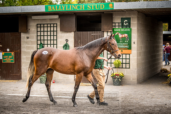 Goffs Orby 2018 Day 2-208