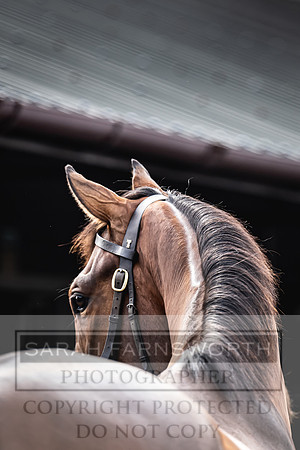 Goffs UK Spring Sale 2024-39