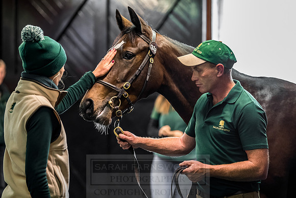 Goffs Orby 2018 Day 2-162
